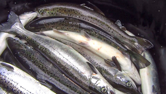 Farmed fish being harmed