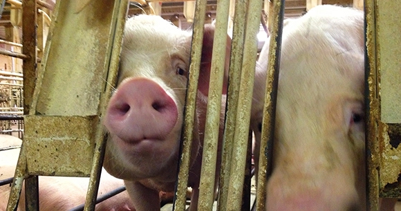 pigs in gestation crate