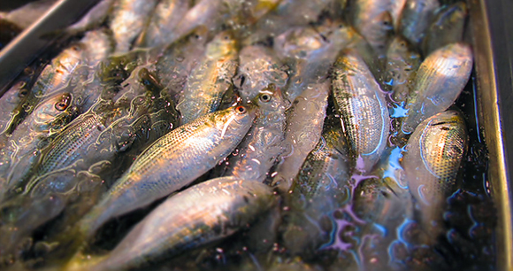 Fisheries - Photo by Richard Cawood Fisheries - Photo by Richard Cawood