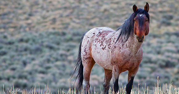 Wild horses - Photo by Ryan Brown Wild horses - Photo by Ryan Brown