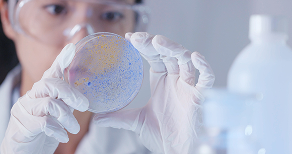 Scientist checking petri dish. Photo by leungchopan Scientist checking petri dish. Photo by leungchopan