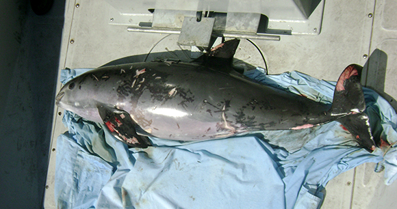 Vaquita bycatch - Photo by AWI Vaquita bycatch - Photo by AWI